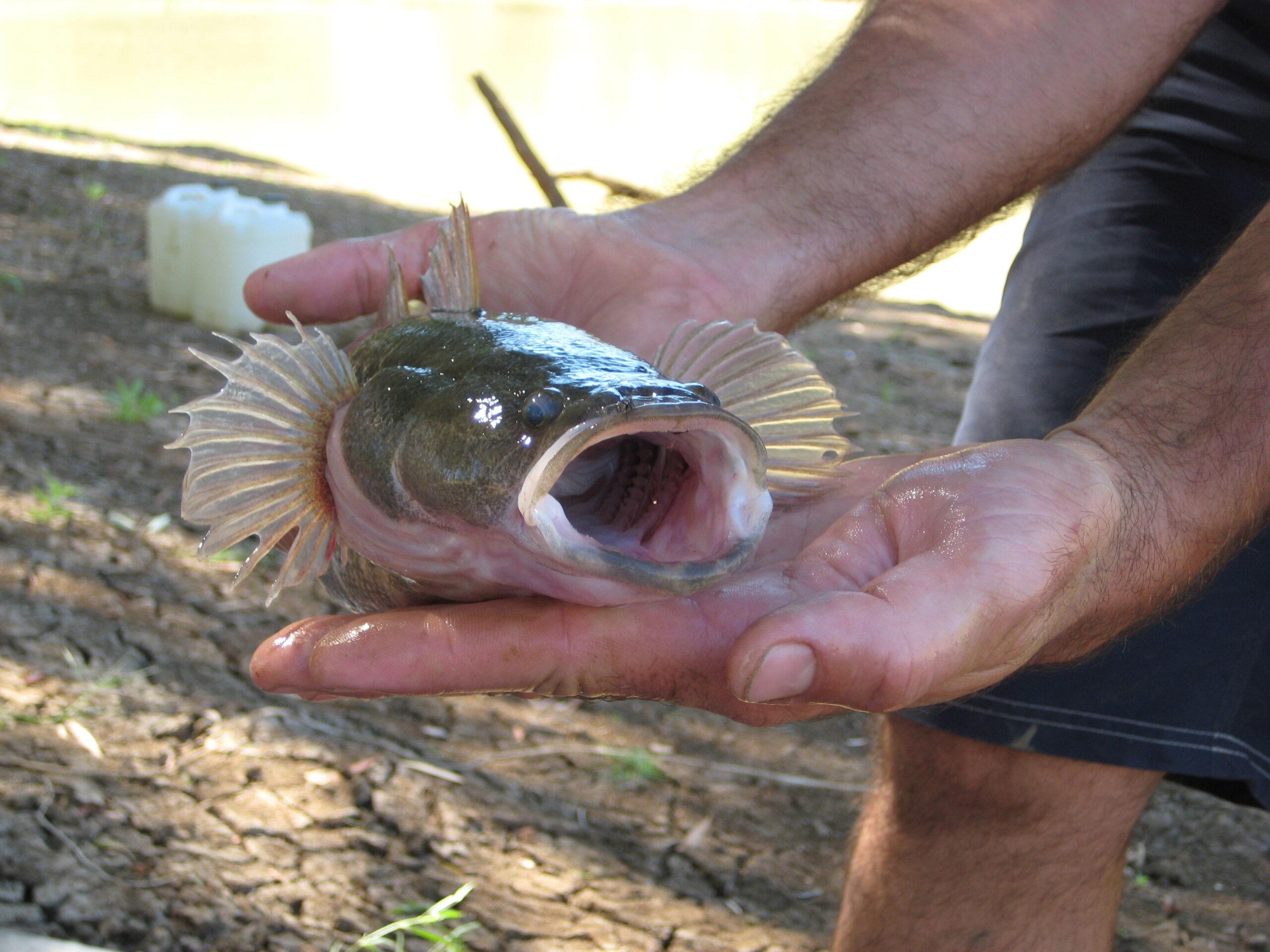 Sleepy Cod, Oxyeleotris lineolatus is a Gulf of Carpentaria fish species. Photo: Stephen Faggotter